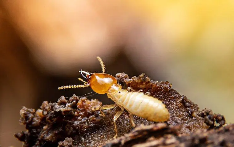 Termite Prevention Is Always Better Than Treatment