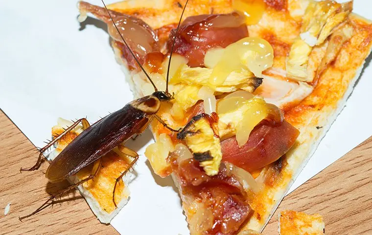 Getting Rid Of Roaches For Good In Your Houston Home