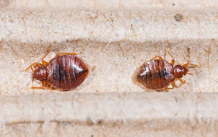 The Right Way To Eradicate Bed Bugs In Your Houston Home