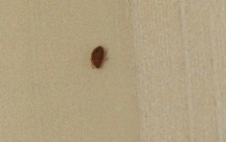 How Bed Bugs Find Their Way Into Houston Homes