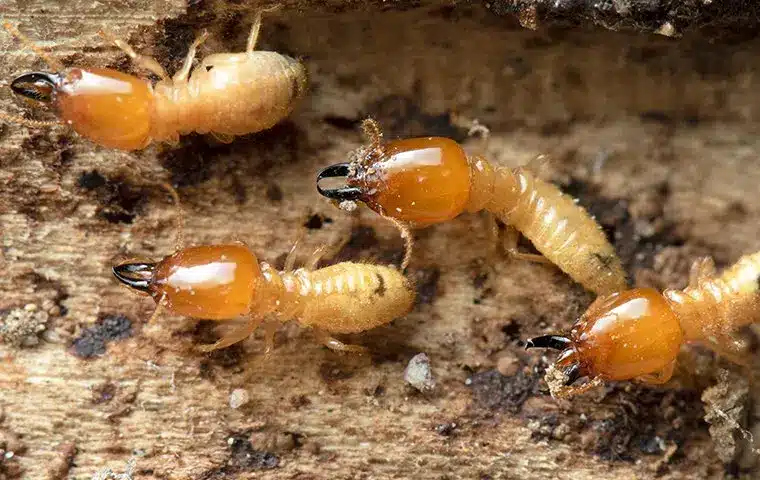 How To Identify And Get Rid Of A Termite Infestation In Your Houston Home