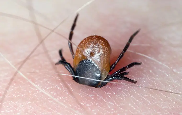 What To Do If You’ve Been Bitten By A Tick In Houston?