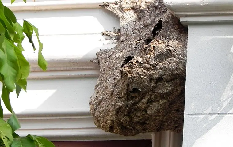 Wasps In Houston, What You Need To Know To Keep Them Away